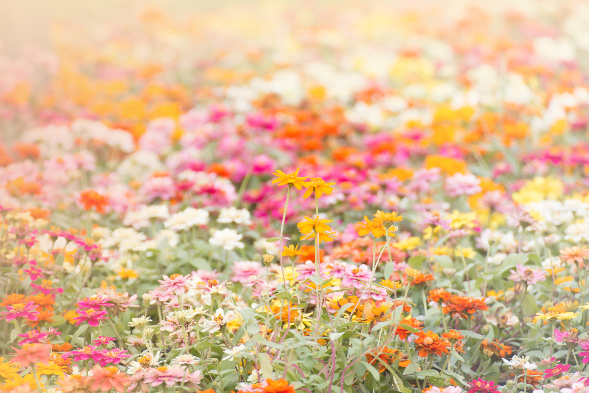 Soft-Focus Floral Background.