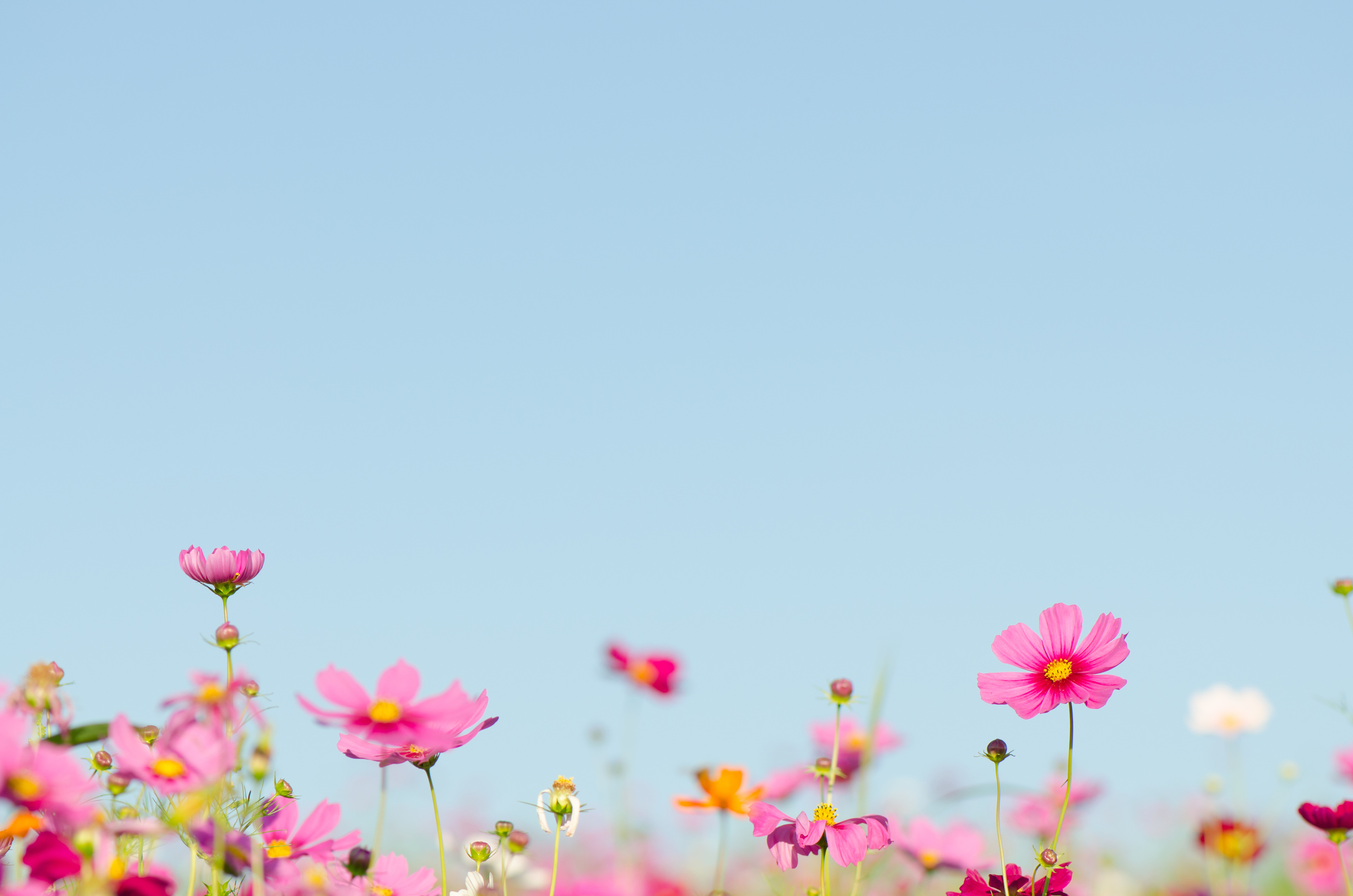 Cosmos flower on spring background.